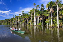 Tourist boat and Mauriti Palm Trees (Mauritia flexuosa) at Sandoval Lake, Tambopata National Reserve, Peru, South America.