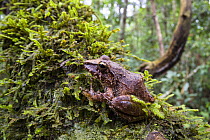 Frog (Pristimantis sp) in rainforest at Tambopata river, Tambopata National Reserve, Peru, South America.