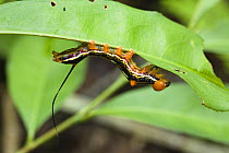 Caterpillar (Sphingidae) in the rainforest at Tambopata river, Tambopata National Reserve, Peru, South America.