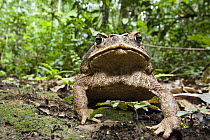 Marine Toad (Rhinella marinus) in rainforest at Tambopata river, Tambopata National Reserve, Peru, South America.