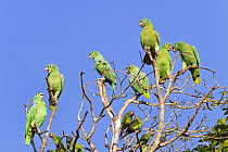 Mealy Amazons (Amazona farinosa farinosa) and Dusky-headed Parakeets (Aratinga weddellii) Tambopata National Reserve, Peru, South America.