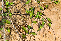 Dusky-headed Parakeet (Aratinga weddellii) flock near clay lick, Tambopata National Reserve, Peru, South America.