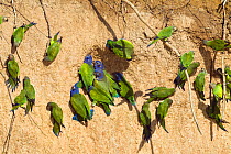 Blue-headed Parrots (Pionus menstruus menstruus) and Dusky-headed Parakeets (Aratinga weddellii) at clay lick, Tambopata National Reserve, Peru, South America.