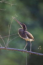 Agami Heron (Agamia agami) on branch at Sandoval Lake,  Tambopata National Reserve, Peru, South America.