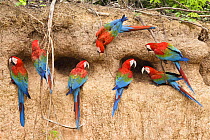 Red-and-green Macaws (Ara chloroptera) at clay lick,  Tambopata National Reserve, Peru, South America.