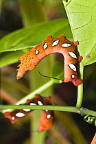 Caterpillar (Sphingidae) in the rainforest at Tambopata river,Tambopata National Reserve, Peru, South America.