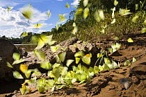 Butterflies (Phoebis sp) puddling near  Tambopata river, Tambopata National Reserve, Peru, South America.