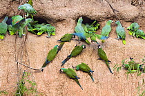 Mealy Amazons (Amazona farinosa farinosa) and Chestnut-fronted Macaws (Ara severa) at clay lick, Tambopata National Reserve, Peru, South America.