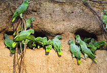 Mealy Amazons (Amazona farinosa farinosa) at clay lick, Tambopata National Reserve, Peru, South America.