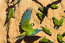 Chestnut-fronted Macaws (Ara severa) and Dusky-headed Parakeets (Aratinga weddellii) at claylick, Tambopata National Reserve, Peru, South America.
