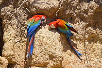Red-and-green Macaws (Ara chloroptera) at clay lick, Tambopata National Reserve, Peru, South America.