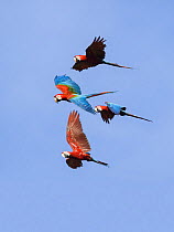 Red-and-green Macaws (Ara chloroptera) in flight, Tambopata National Reserve, Peru, South America.