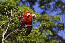 Red-and-green Macaws (Ara chloroptera) in rainforest,  Tambopata National Reserve, Peru, South America.