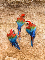 Red-and-green Macaws (Ara chloroptera) at clay lick, Tambopata National Reserve, Peru, South America.