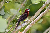 Silver-beaked Tanager (Ramphocelus carbo) male, Costa Rica, Central America
