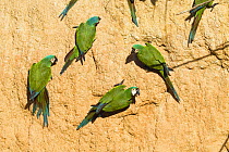 Chestnut-fronted Macaws (Ara severa) at clay lick, Tambopata National Reserve, Peru, South America.