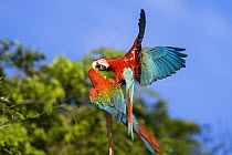 Red-and-green Macaws (Ara chloroptera) fighting, in rainforest, Tambopata National Reserve, Peru, South America.