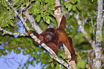 Red Howler Monkey (Alouatta seniculus) climbing between branches in rainforest,  Tambopata Reserve, Peru, South America.