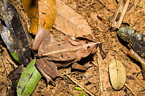 Leaf Litter Toad (Rhinella margaritifera) on rainforest floor, at Tambopata river,Tambopata National Reserve, Peru, South America.