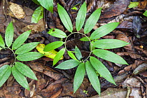 Plants on rainforest floor, Tambopata National Reserve, Peru, South America.