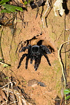 Tarantula (Pamphobeteus antinous) at hole, Tambopata National Reserve, Peru, South America.