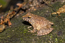 Frog (Pristimantis sp) in rainforest at Tambopata river, Tambopata National Reserve, Peru, South America.