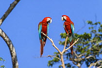 Red-and-green Macaws (Ara chloroptera) in rainforest, Tambopata National Reserve, Peru, South America.