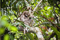 Three-toed Sloth (Bradypus tridactylus) sleeping in rainforest tree at Tambopata river, Tambopata National Reserve, Peru, South America.