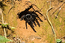 Tarantula (Pamphobeteus antinous) Tambopata National Reserve, Peru, South America.
