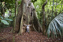 Giant tree with buttress roots and man standing with outstretched arms for scale, in the rainforest at Tambopata river, Tambopata National Reserve, Peru, South America.