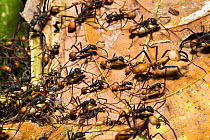 Army Ants (Eciton burchelli) workers carrying pupae during migration phase with large soldier ant, in rainforest at Tambopata river, Tambopata National Reserve, Peru, South America.