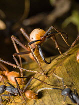 Army Ant (Eciton burchelli) soldier, in rainforest at Tambopata river, Tambopata National Reserve, Peru, South America.