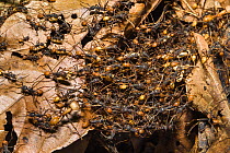 Army Ants (Eciton burchelli) workers forming a living bridge, in rainforest at Tambopata river, Tambopata National Reserve, Peru, South America.