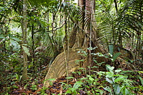 Rainforest tree with buttress roots, at Tambopata river, Tambopata National Reserve, Peru, South America.