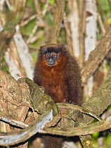 Coppery Titi Monkey  (Callicebus cupreus) in rainforest, Tambopata Reserve, Peru, South America.