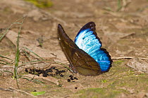 Menelaus Blue Morpho (Morpho menelaus) puddling at dead insect bodies, butterfly in rainforest, Tambopata Reserve, Peru, South America.