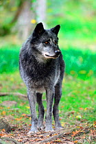 Male Timber wolf (Canis lupus ssp. occidentalis) captive, Domaine de Sainte Croix, Rhodes, France, September.