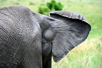 African elephant (Loxodonta africana) rear view of ear showing veins for efficient heat loss, Masai Mara National Reserve, Kenya, Africa.