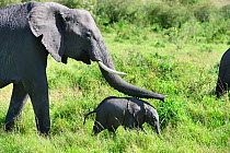 Female African elephant (Loxodonta africana) female touching her young calf with her trunk, Masai Mara National Reserve, Kenya, Africa.