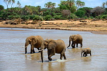 African elephant (Loxodonta africana) family group crossing river, Samburu National Reserve, Kenya, Africa.