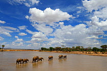 African elephant (Loxodonta africana) family group crossing Ewaso Ngiro river, Samburu National Reserve, Kenya, Africa.