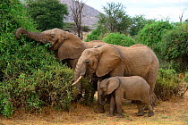 African elephant (Loxodonta africana) family group feeding from bush, Samburu National Reserve, Kenya, Africa.