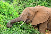 African elephant (Loxodonta africana) feeding from bush, Samburu National Reserve, Kenya, Africa.