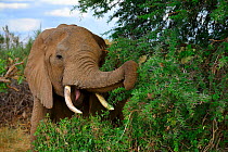 African elephant (Loxodonta africana) feeding on acacia thorn bush, Samburu National Reserve, Kenya, Africa.