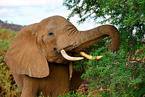 African elephant (Loxodonta africana) feeding on acacia thorn bush, Samburu National Reserve, Kenya, Africa.