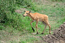 Topi (Damaliscus lunatus) calf, Masai Mara National Reserve, Kenya, Africa.