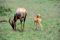Topi (Damaliscus lunatus) female and calf, Masai Mara National Reserve, Kenya, Africa.