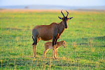 Topi (Damaliscus dorcas) female and calf, Masai Mara National Reserve, Kenya, Africa.