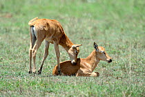 Topi (Damaliscus lunatus) calf trying to encourage another calf to play, Masai Mara National Reserve, Kenya, Africa.