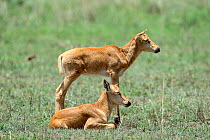 Topi (Damaliscus lunatus) calves, Masai Mara National Reserve, Kenya, Africa.